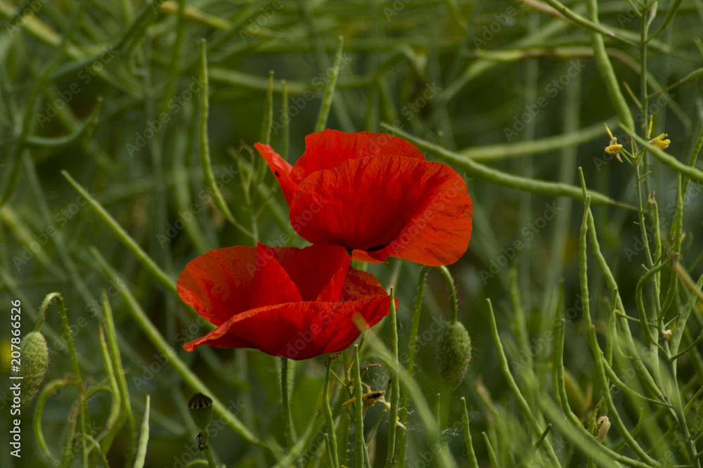 Fototapeta premium Mohn