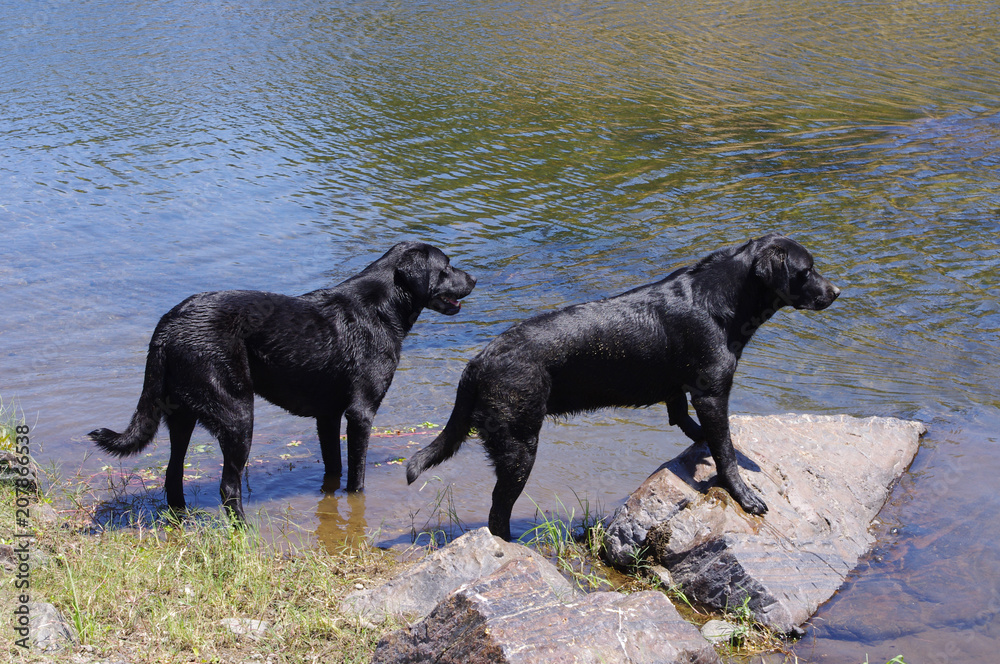 two black labradors ready to jump in water two black labradors ready to jump in water