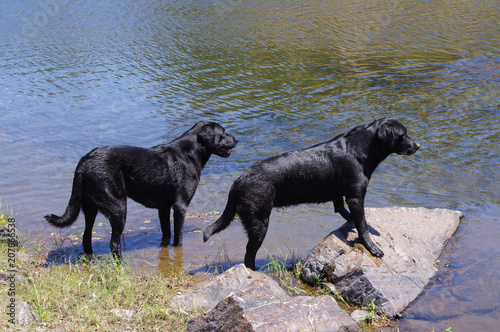 two black labradors ready to jump in water