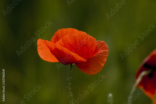 Mohn