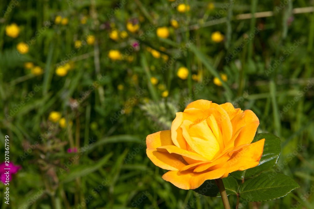 beautiful yellow rose