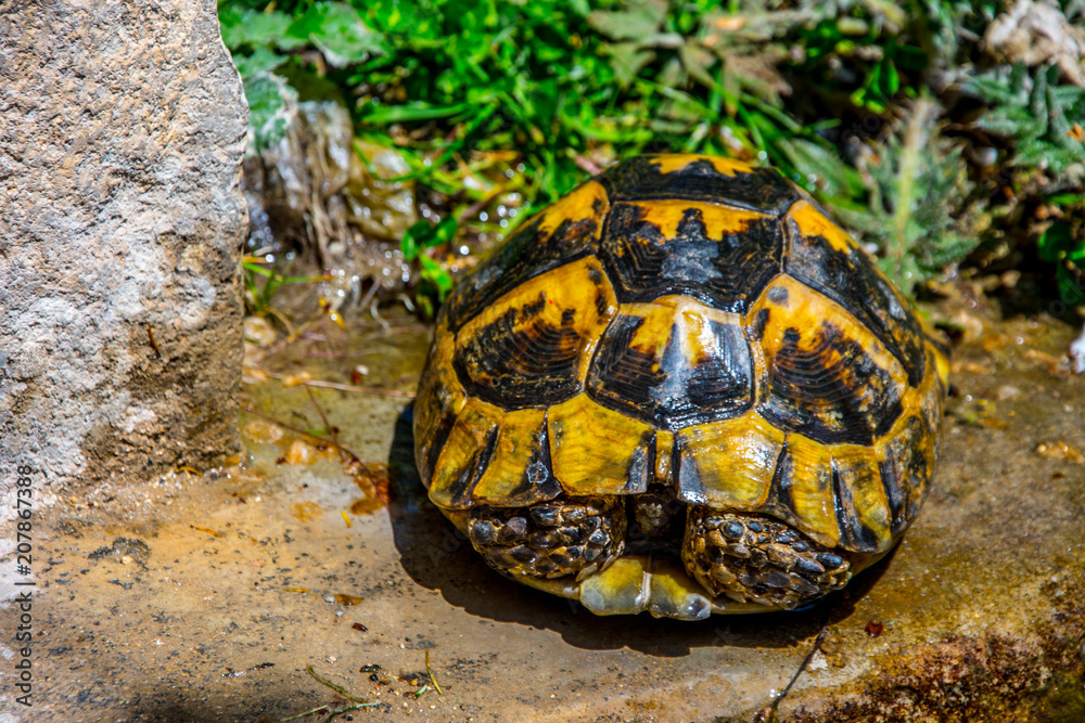 Obraz premium The yellow turtle