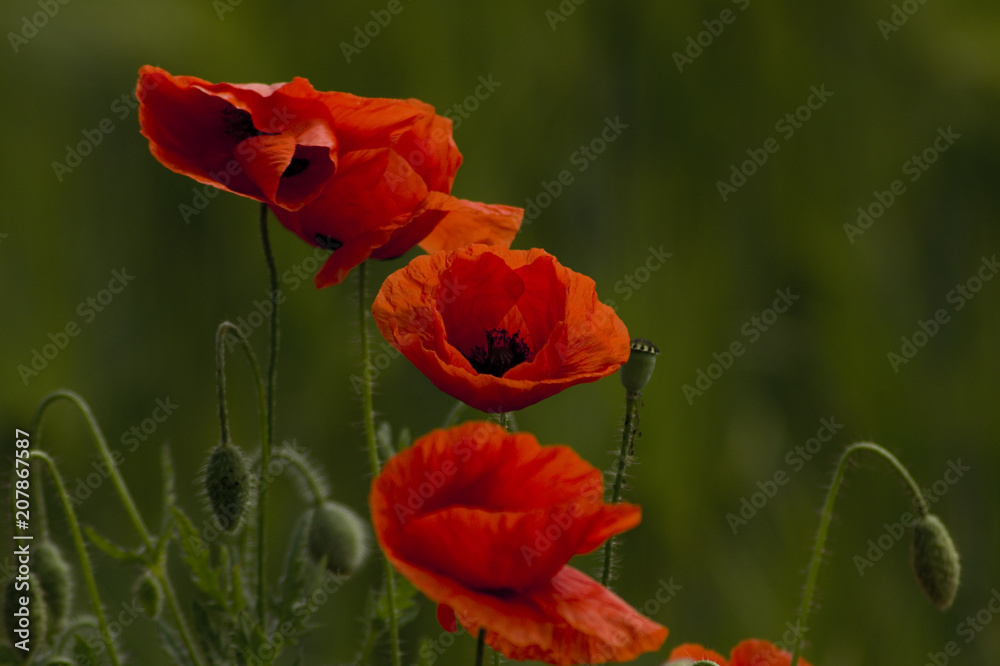 Naklejka premium Mohn