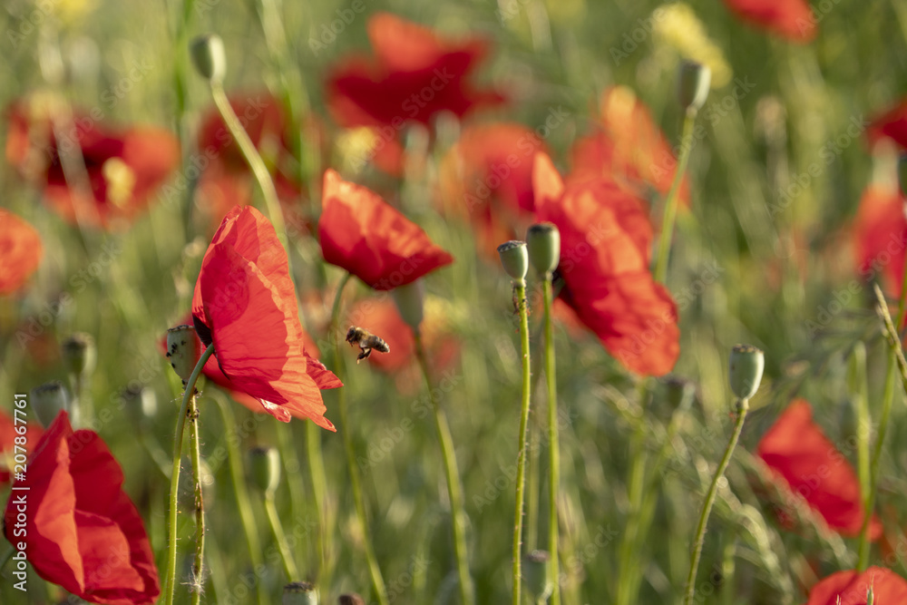 Naklejka premium Mak kukurydziany - Papaver rhoeas