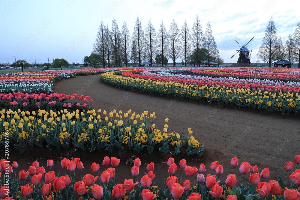 Fototapeta premium 公園 チューリップ