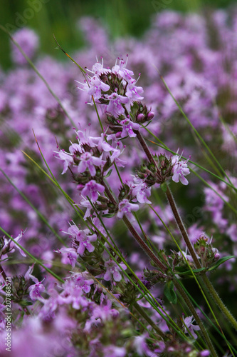 Fototapeta Naklejka Na Ścianę i Meble -  Wild Thymus serpyllum. Medicinal herb.Pink flowers of thyme grow in the field.