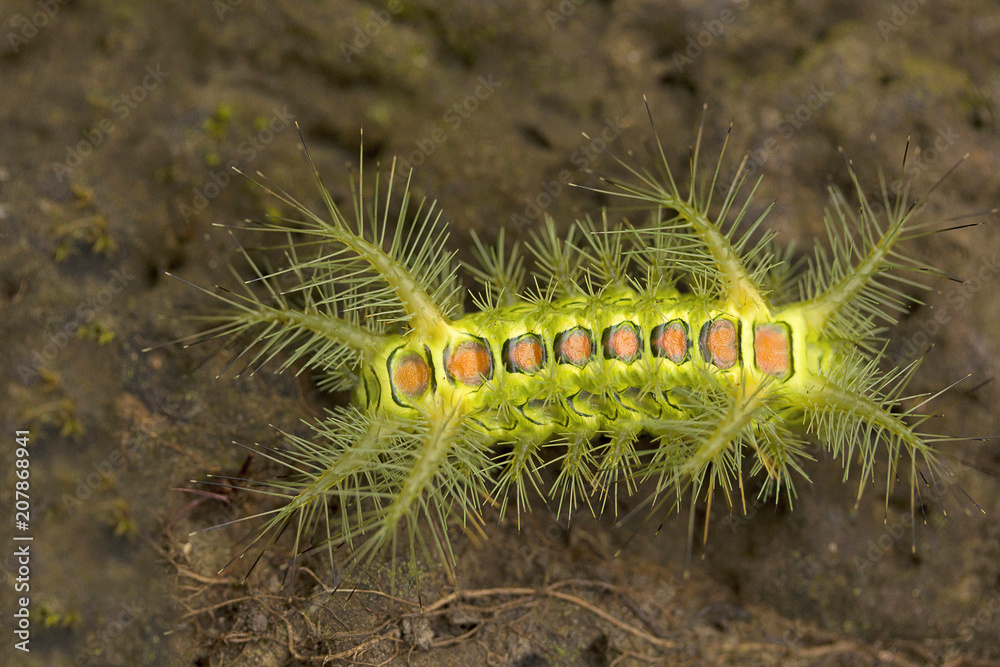 Nettle Caterpillar, Manu,Tripura, India Nettle Caterpillar, Manu,Tripura, India