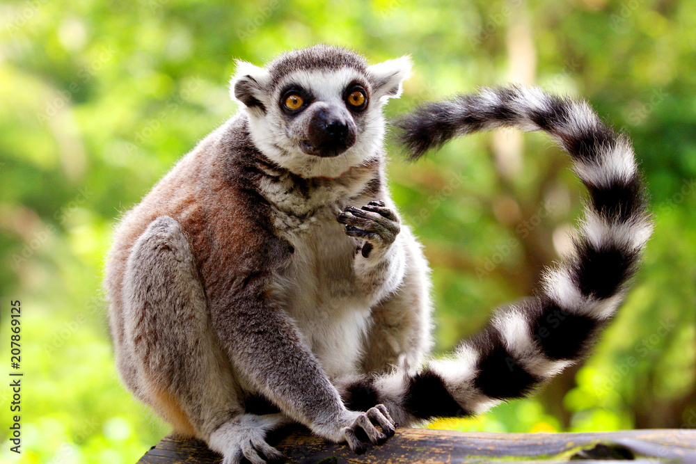 Obraz premium Ring-tailed Lemur
