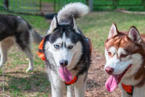 Portrait of two beautiful Siberian husky. Husky dogs walk in the Park on a hot summer day sticking out their tongues from the heat