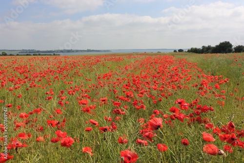 picturesque poppy field