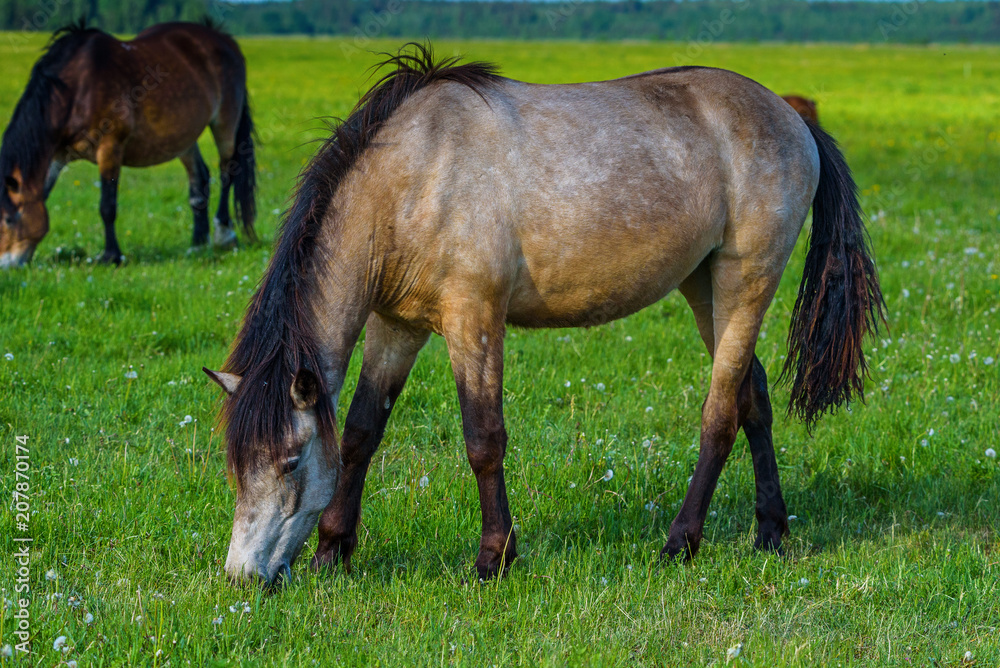 one horse grazing on the field