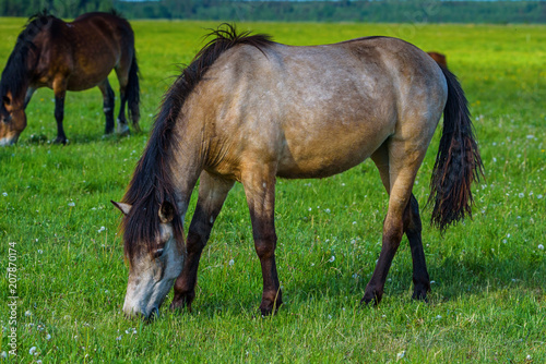 one horse grazing on the field © shymar27