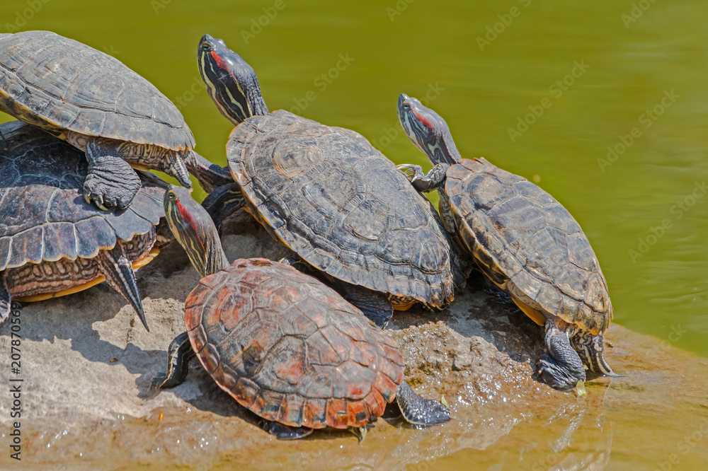 Fototapeta premium tortoises on a stone