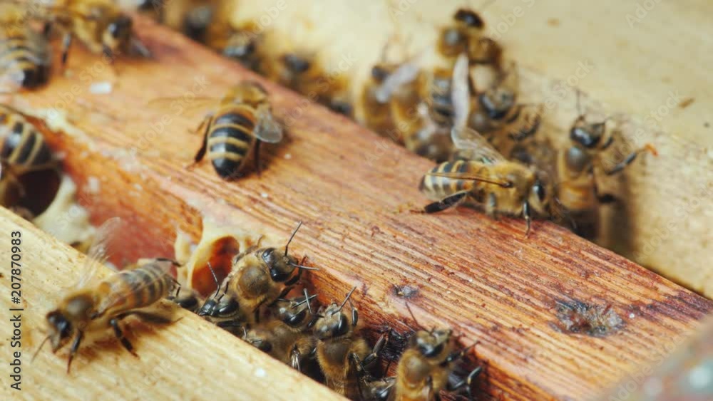 Life inside a bee hive. Bees work on frames with honey Life inside a bee hive. Bees work on frames with honey