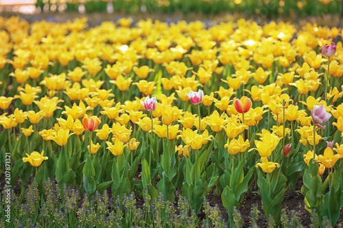 Fototapeta Naklejka Na Ścianę i Meble -  Blossoming tulips outdoors on sunny spring day