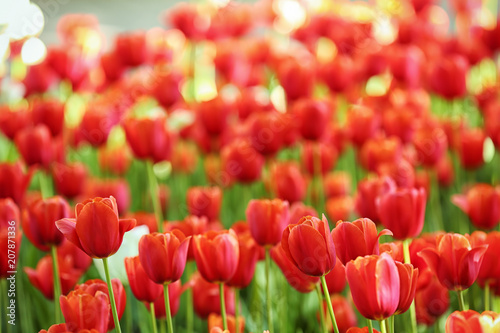 Blossoming tulips outdoors on sunny spring day