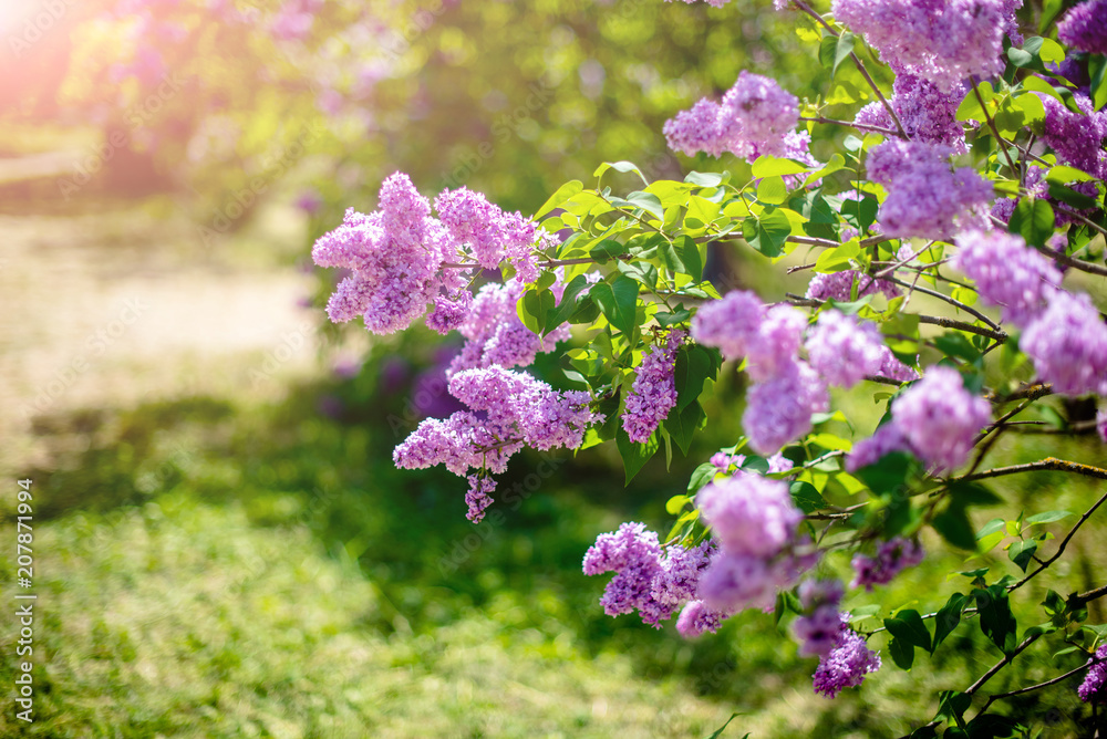 Blossoming branch of pink lilac on a background of grass Blossoming branch of pink lilac on a background of grass