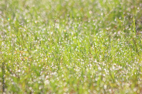 Water drops on morning grass For background.
