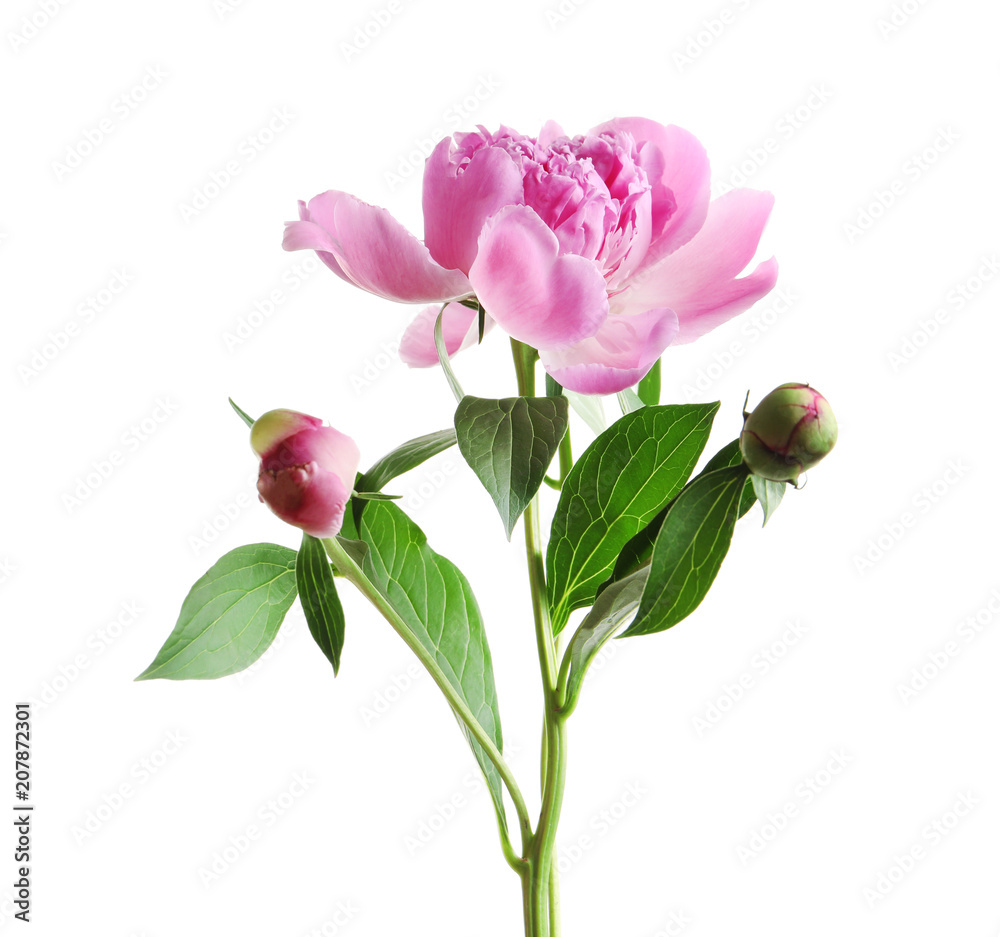 Obraz premium Beautiful fragrant peony flower on white background