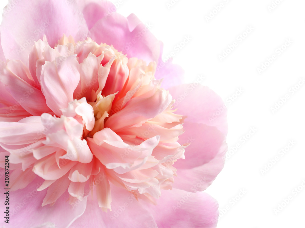 Fototapeta Beautiful fragrant peony flower, closeup