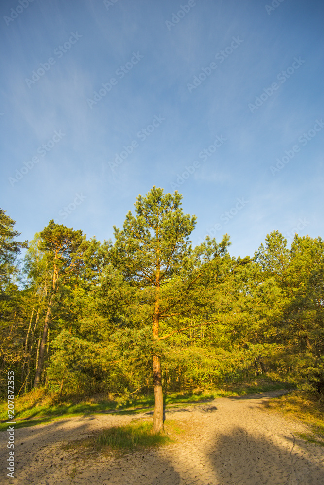 Scots pine with blue sky Scots pine with blue sky