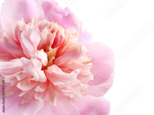 Beautiful fragrant peony flower  closeup