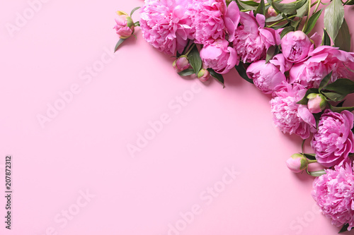 Beautiful fragrant peony flowers on color background © New Africa
