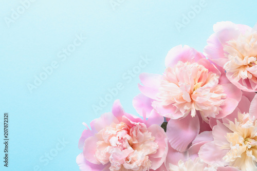 Beautiful fragrant peony flowers on color background
