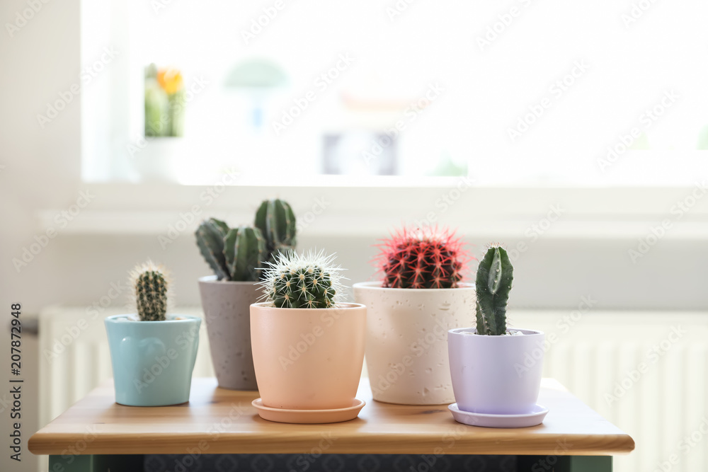 Beautiful different cacti in pots on table