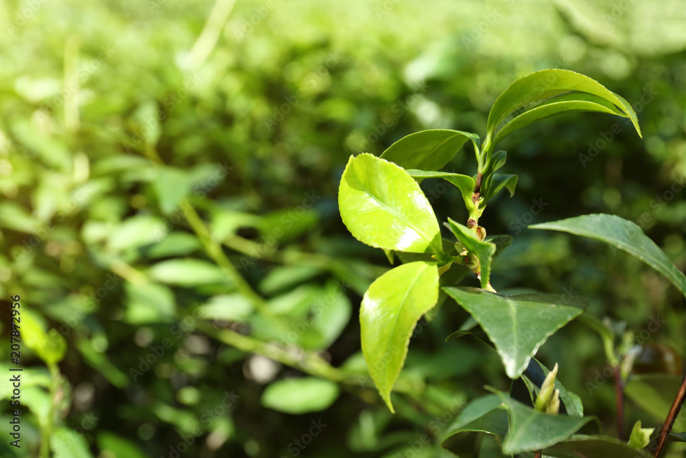Green leaves of tea plant on blurred background Green leaves of tea plant on blurred background