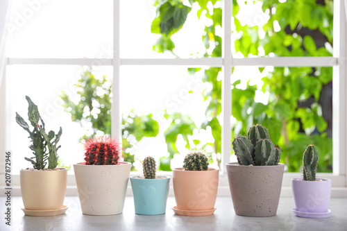 Beautiful different cacti in pots on windowsill