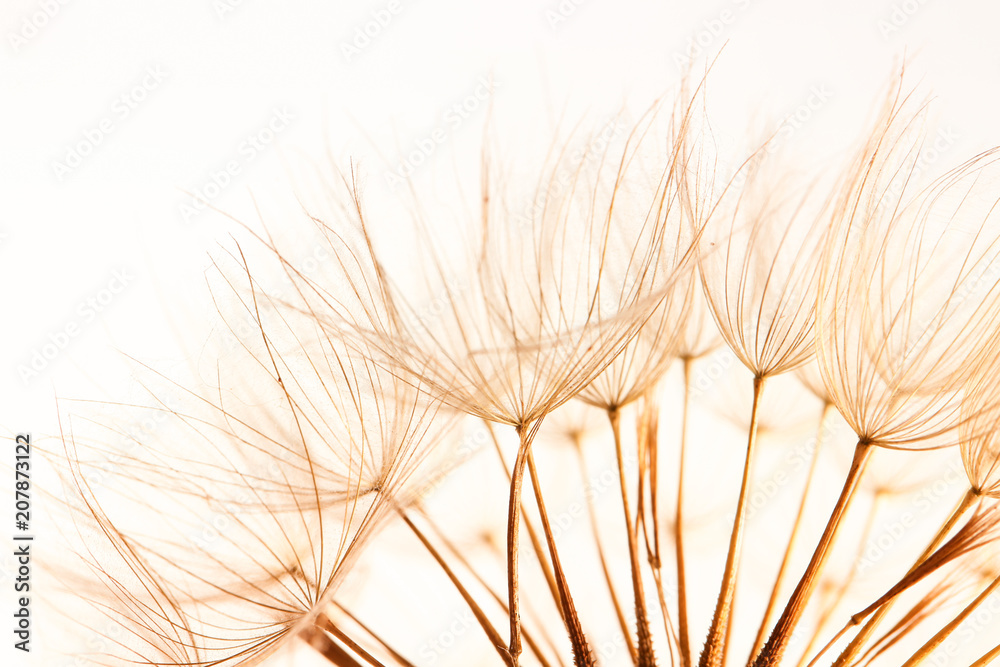 Obraz premium Dandelion seeds on light background, close up