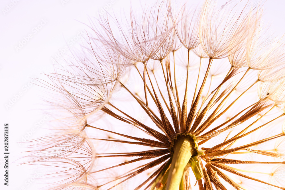 Naklejka premium Dandelion seed head on light background, close up