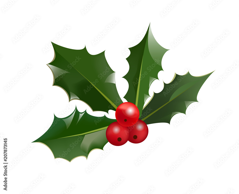 Christmas holly berry and leaves isolated on white background. Vector illustration for winter holiday symbol Christmas holly berry and leaves isolated on white background. Vector illustration for winter holiday symbol