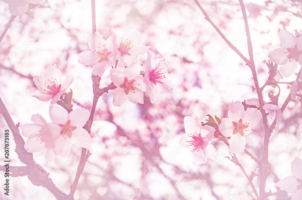 創造の森の富士桜 創造の森の富士桜