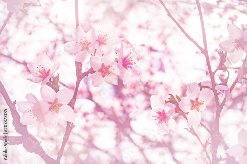 創造の森の富士桜