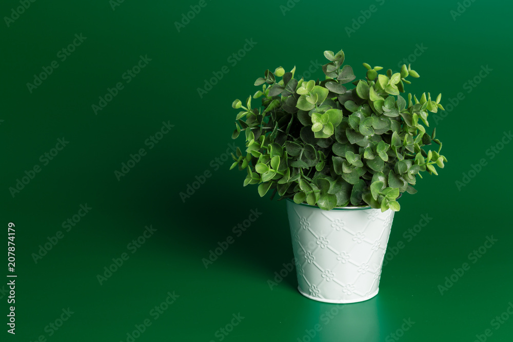 Decorative grass in flowerpot Decorative grass in flowerpot