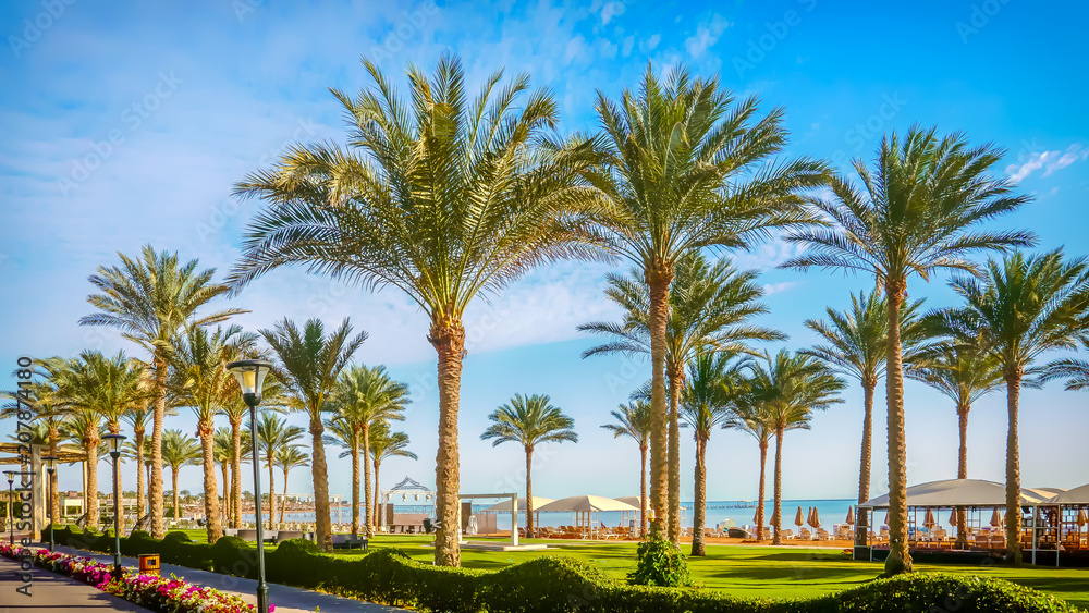 Palm trees in the park on the waterfront
