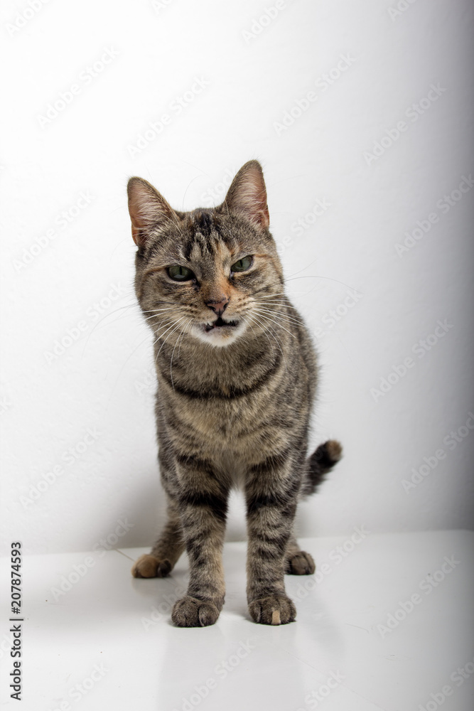Obraz premium gray tabby cat