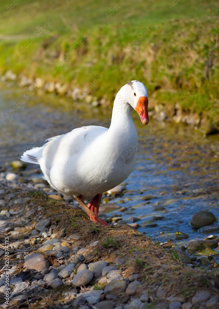 White domestic goose near the stream