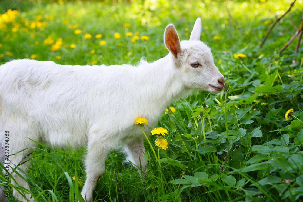 White little goat standing on green grass with yellow dandelions on a sunny day White little goat standing on green grass with yellow dandelions on a sunny day