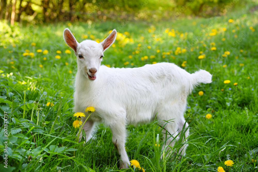 White little goat standing on green grass with yellow dandelions on a sunny day White little goat standing on green grass with yellow dandelions on a sunny day