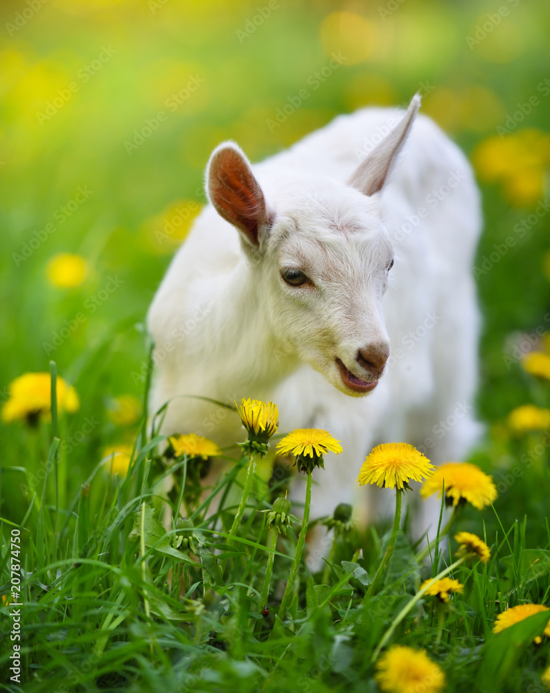 Obraz premium White little goat standing on green grass with yellow dandelions on a sunny day