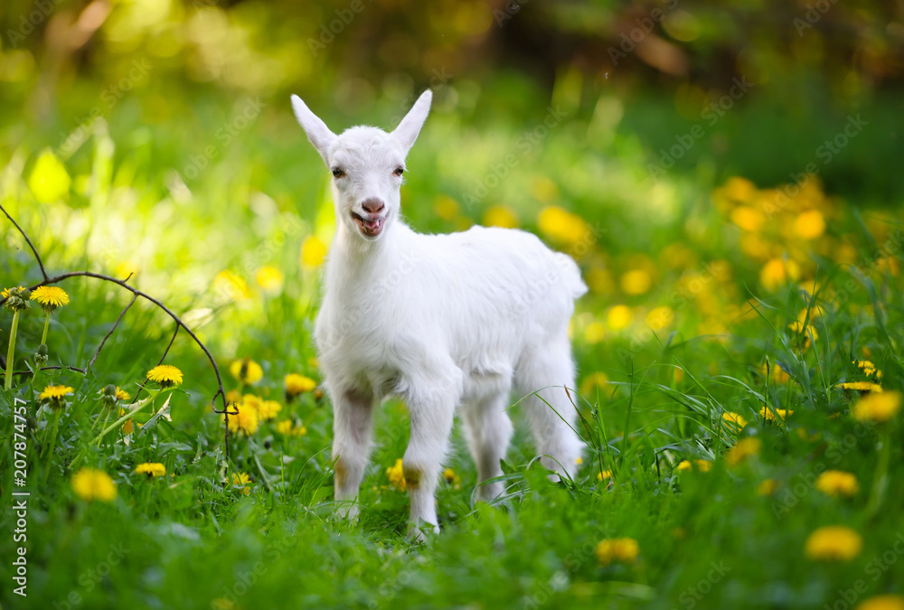 Obraz premium White little goat standing on green grass with yellow dandelions on a sunny day
