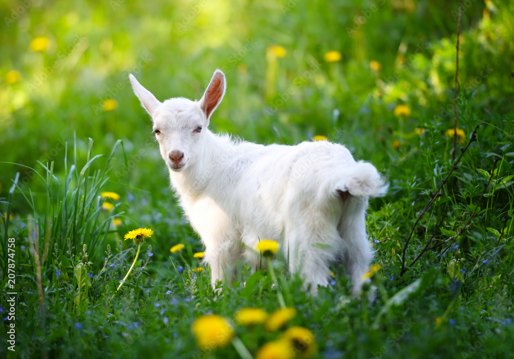 White little goat standing on green grass with yellow dandelions on a sunny day White little goat standing on green grass with yellow dandelions on a sunny day