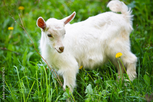 White little goat standing on green grass with yellow dandelions