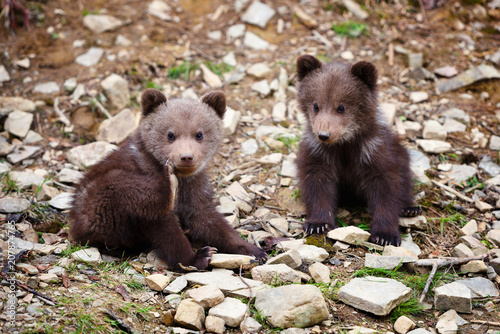 Two little brown bear cub on the edge of the forest
