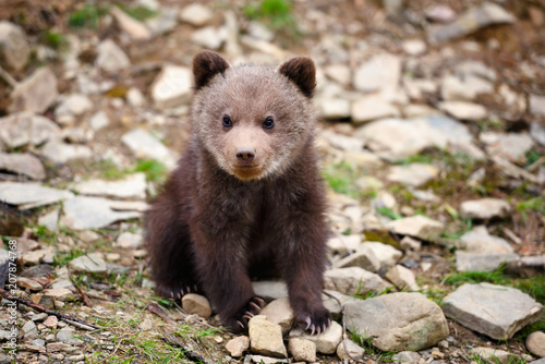 Cute little brown bear cub on the edge of the forest
