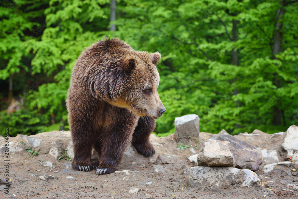 Young brown bear in the summer forest. Young brown bear in the summer forest.