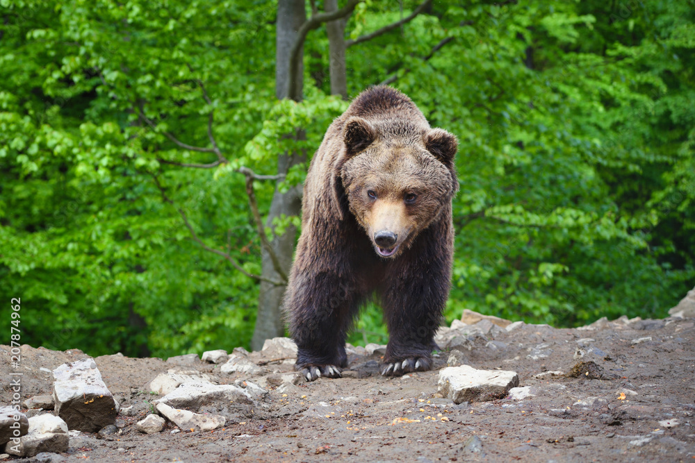 European brown bear in a forest landscape at summer. Big brown bear in forest. European brown bear in a forest landscape at summer. Big brown bear in forest.